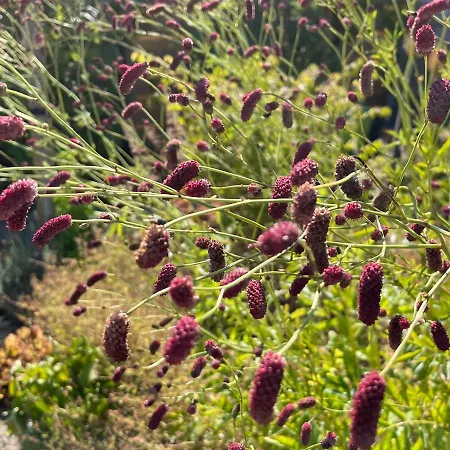 Les Pimprenelles * Beauraing