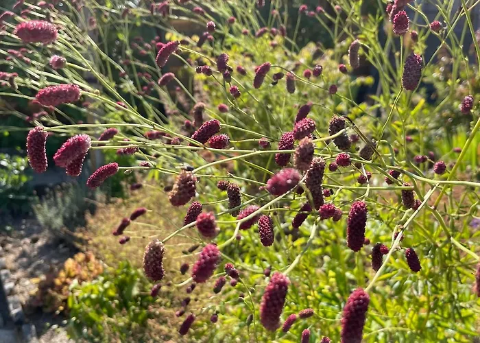 Les Pimprenelles * Beauraing